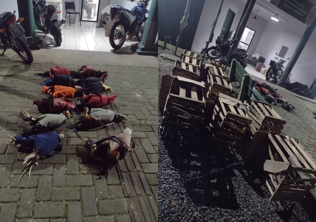 Galos apreendidos pela polícia