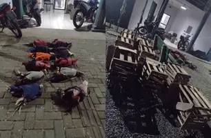 Galos apreendidos pela polícia (Foto: SSP)