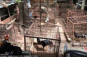 Galos apreendidos (Foto: Divulgação)