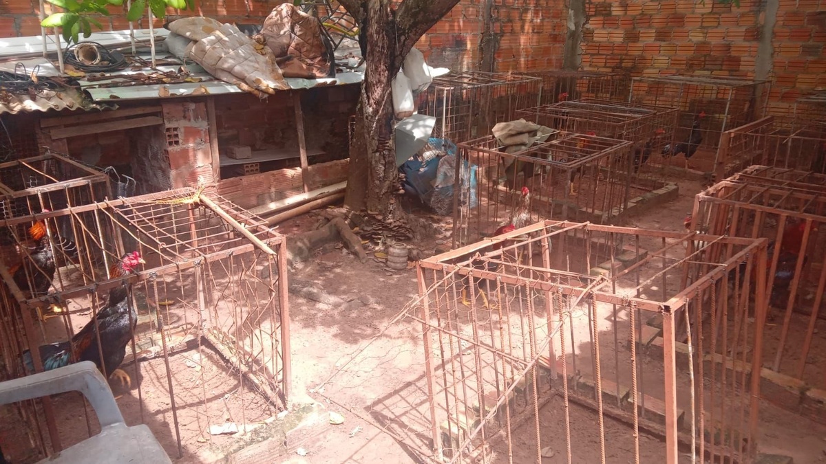 Galos apreendidos