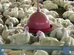 Piauí tenta evitar gripe aviária com alta na produção de ovos e frangos
