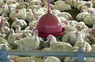 Gripe aviária (Foto: Arquivo/ Agência Brasil)
