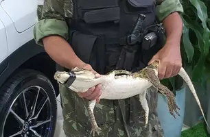 Jacaré resgatado (Foto: Reprodução)