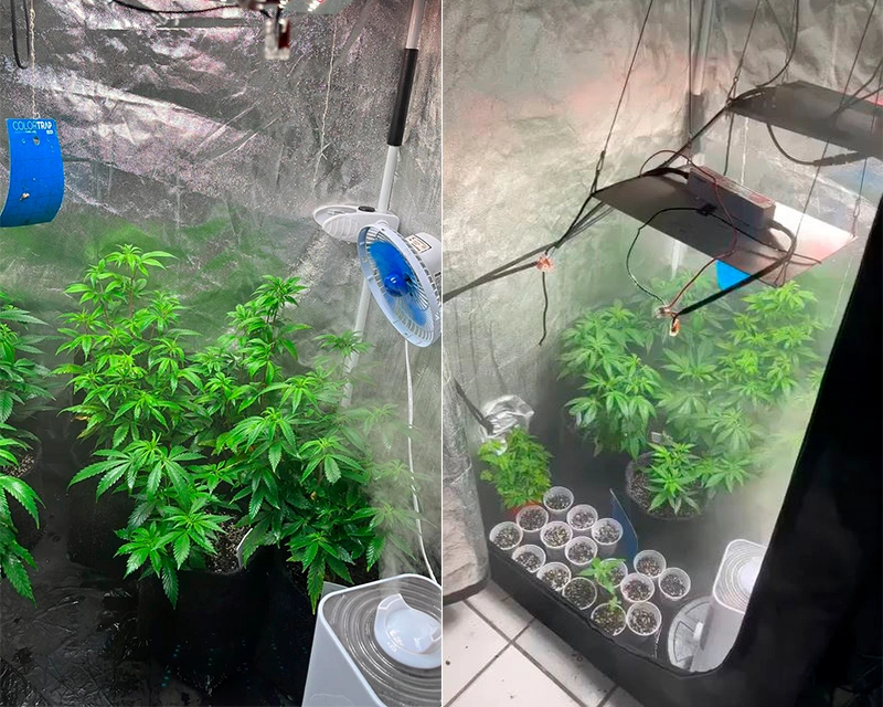 Local onde era cultivada toda a maconha apreendida