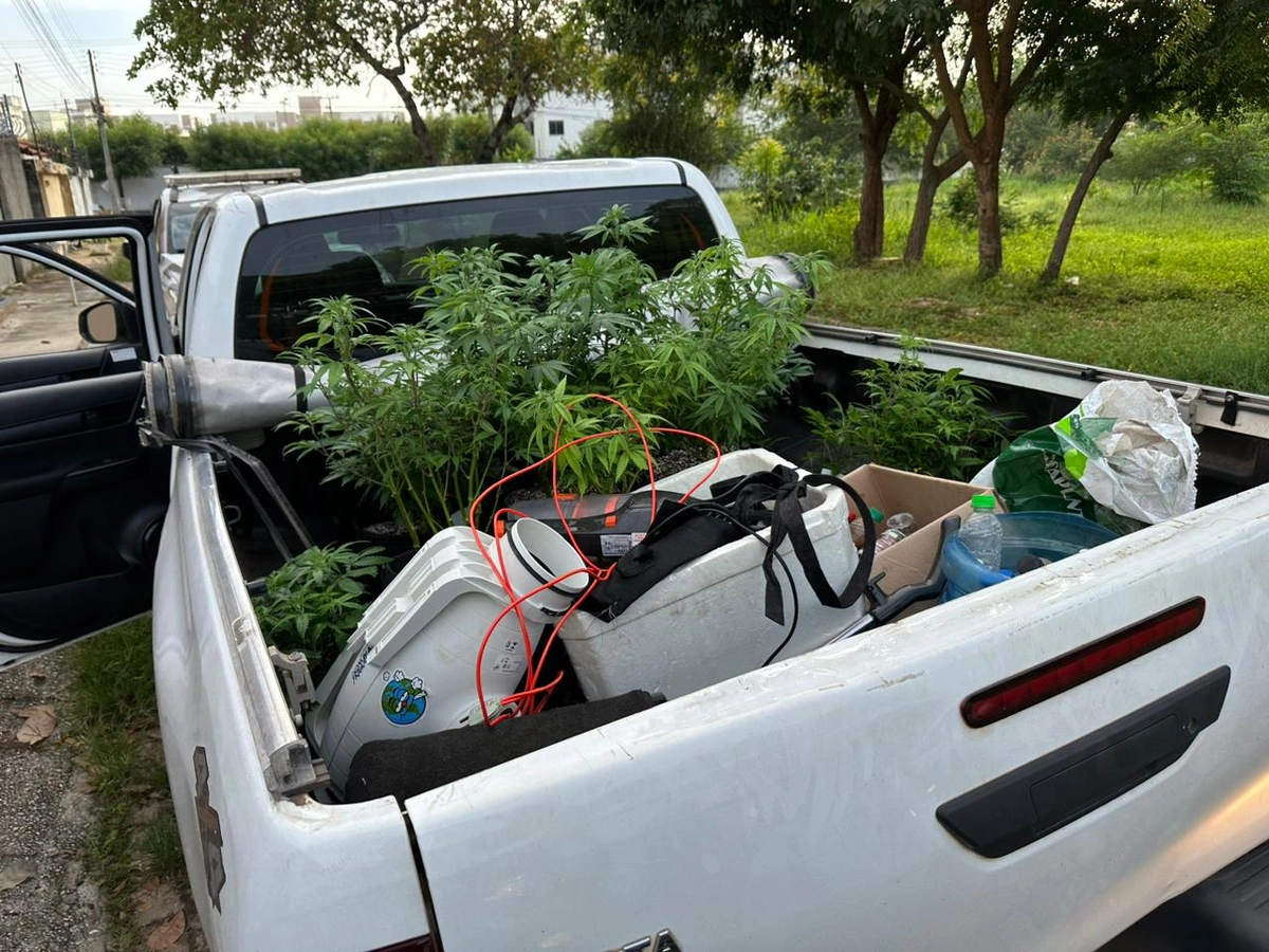 Maconha apreendida na casa de um dos presos