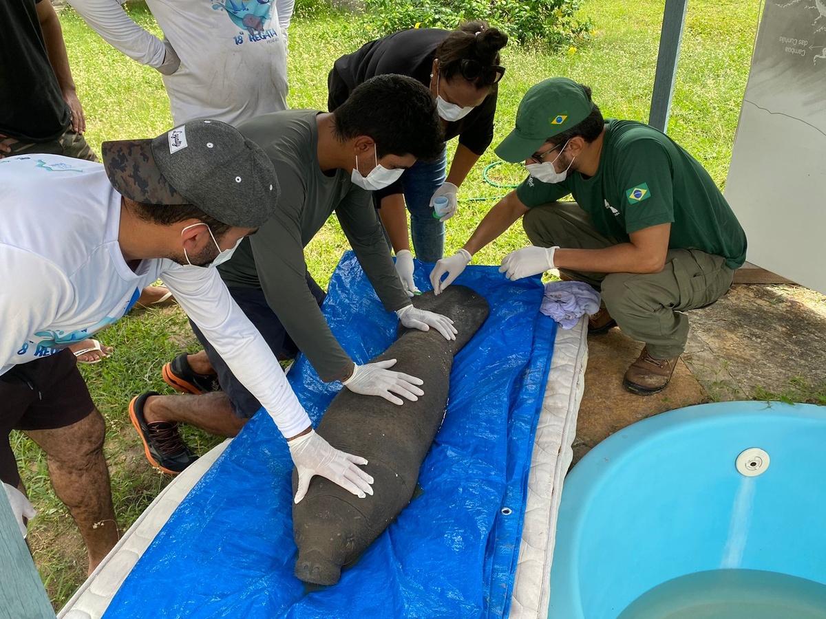 Resgate de peixe-boi