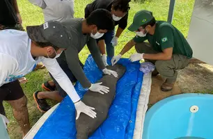 Resgate de peixe-boi (Foto: Divulgação)