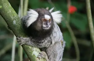 Sagui (Foto: brechando.com)