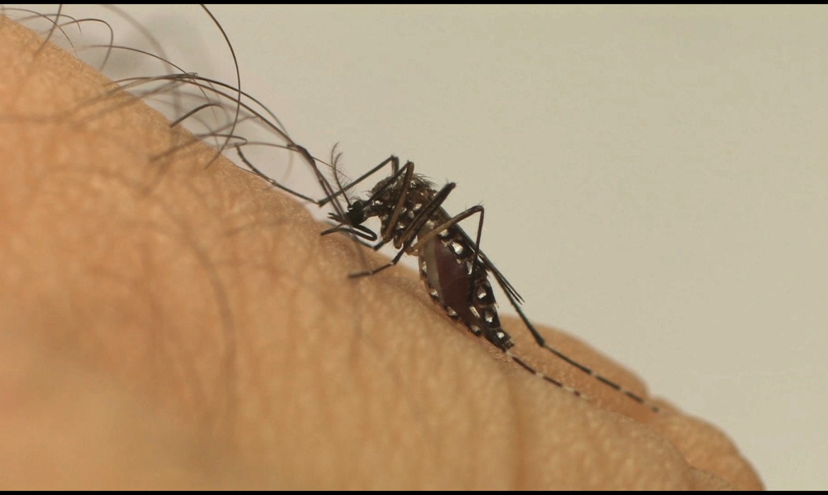 Sorotipo 3 do vírus da dengue