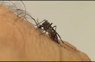 Sorotipo 3 do vírus da dengue (Foto: Divulgação/ Fiocruz)