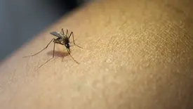 Aedes aegypti, mosquito transmissor da dengue, zika e chikungunya (Foto: Reprodução/ Ministério da Saúde)