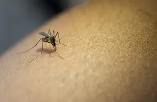 Aedes aegypti, mosquito transmissor da dengue, zika e chikungunya (Foto: Reprodução/ Ministério da Saúde)
