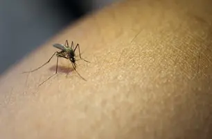 Aedes aegypti, mosquito transmissor da dengue, zika e chikungunya (Foto: Reprodução/ Ministério da Saúde)