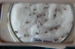 Aedes aegypti, mosquito transmissor da dengue, zika e chikungunya (Foto: Arquivo/ Agência Brasil)