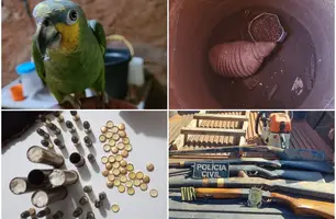 Animais e armas apreendidos (Foto: Divulgação)