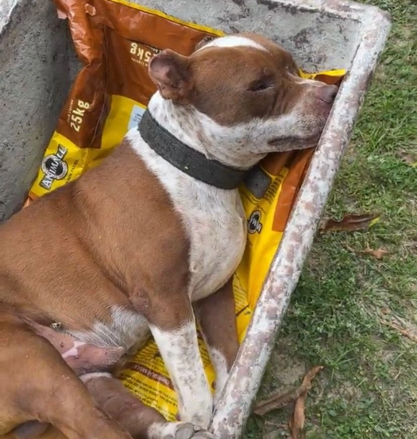 Cachorro morto