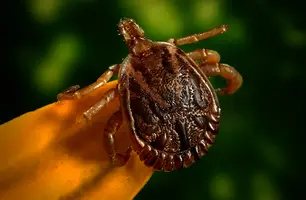 Carrapato transmissor da febre maculosa (Foto: Pixabay)