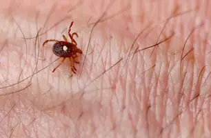 Carrapatos do gênero Amblyomma são responsáveis pela transmissão de bactérias causadoras de febre maculosa (Foto: Reprodução)