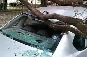 Carro atingido pelo galho da árvore (Foto: Reprodução)