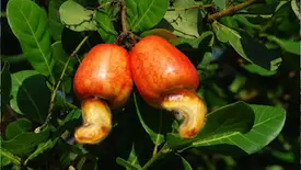 castanha (Foto: montagem)