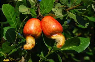 castanha (Foto: montagem)