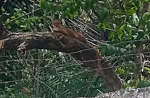 Gato-mourisco mantém Jardim Botânico de Teresina fechado há mais de oito meses (Foto: Reprodução)
