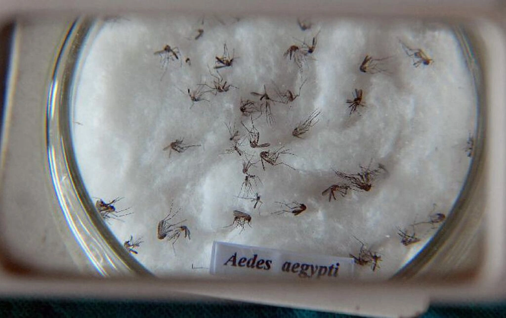 Mosquito transmissor da dengue, Aedes Aegypti