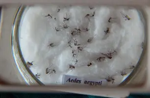 Mosquito transmissor da dengue, Aedes Aegypti (Foto: Arquivo/ Agência Brasil)