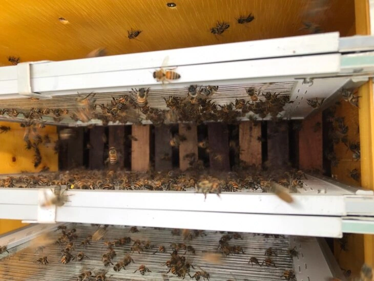 Produção de mel