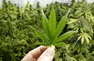 Sancionada lei que autoriza distribuição de medicamentos à base de cannabis em Teresina (Foto: Getty Images/ BBC)