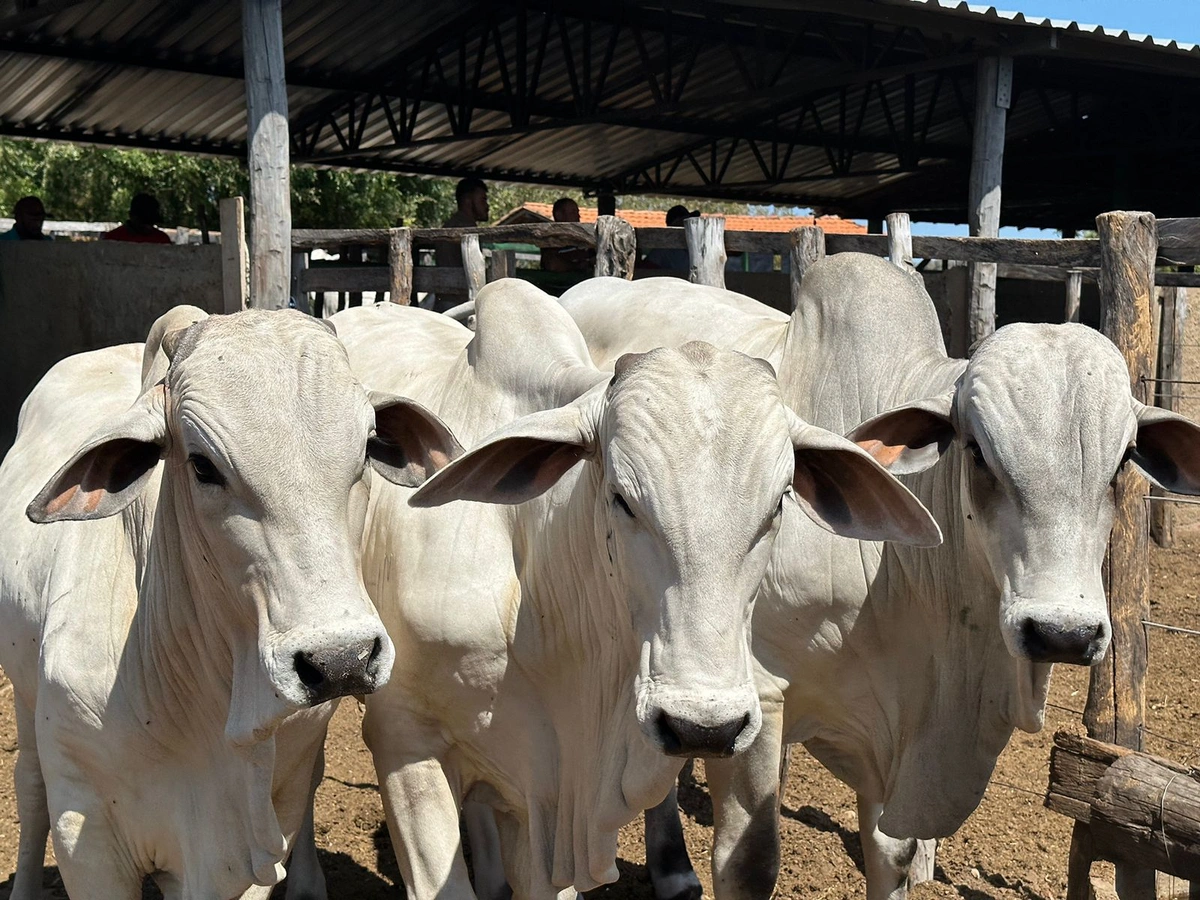 Bovinos são vacinados no Piauí