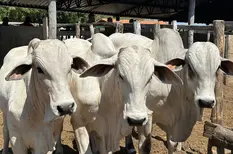 Bovinos são vacinados no Piauí