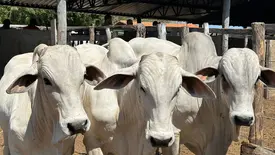 Bovinos são vacinados no Piauí (Foto: Tânia Araújo / Conecta Piauí)