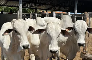 Bovinos são vacinados no Piauí (Foto: Tânia Araújo / Conecta Piauí)