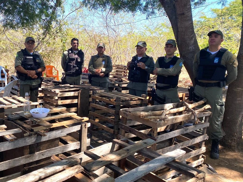Campeonato de briga de galos é desarticulado no Piauí