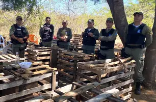 Campeonato de briga de galos é desarticulado no Piauí (Foto: Divulgação/ PM-PI)