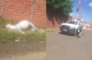 Cavalo morre após tocar em fio de alta tensão em Teresina (Foto: Reprodução/ Redes Sociais)