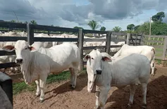 Criadores de gado receberão quase R$ 255 mil em recursos