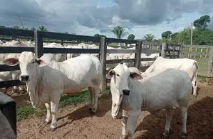 Gado de corte da raça Nelore (Foto: Tânia Araújo / Conecta Piauí)