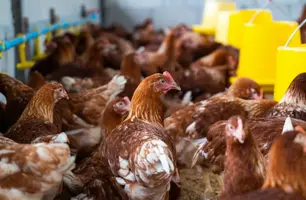 Gripe Aviária (Foto: Freepik)