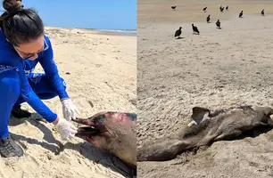 Instituto Tartarugas do Delta; animais mortos (Foto: Reprodução/ Instagram)