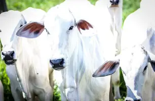 Leilões de animais na ExpoCorrente (Foto: Divulgação/ Governo do Piauí)