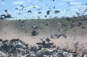 Mais de 200 cidades piauienses mantêm lixão a céu aberto (Foto: Reprodução)