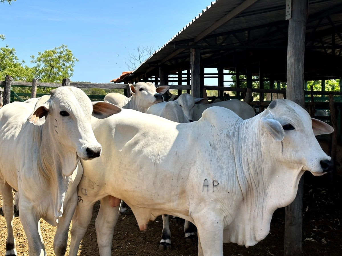 Nelore do Sambito fatura quase R$ 300 mil em vendas no Dia de Campo