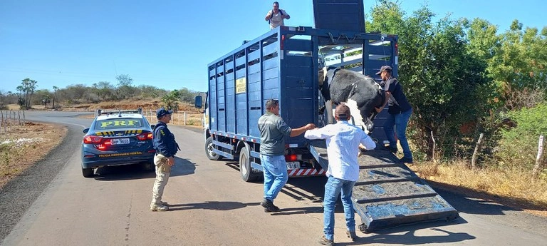 Operação da PRF para resgatar animais de rodovias