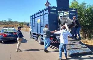 Operação da PRF para resgatar animais de rodovias (Foto: PRF)