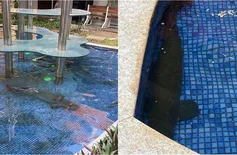 Pirarucus que viviam em piscina rasa do Riverside são retirados do local