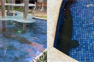 Pirarucus do Riverside (Foto: Reprodução)