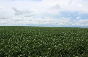 Plantação de soja no Piauí (Foto: Tânia Araújo / Conecta Piauí)