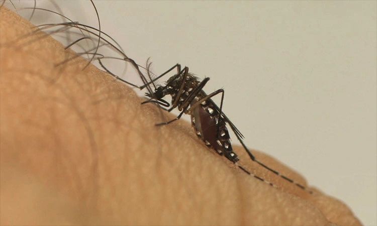 Teresina registra 1,3 mil casos de Chikungunya